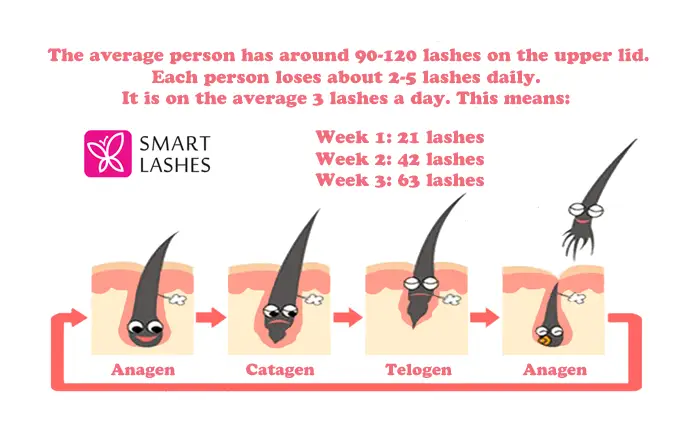 LIFE OF THE LASH